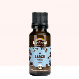 19 Larch, Mélèze - 19,5 gr | Inula