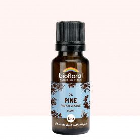 24 Pine, Pin Sylvestre - 19,5 gr | Inula