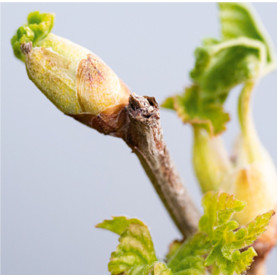 GEMMOTHERAPIE EXPERT : STRESS & SLEEP - 1 pièce | Inula