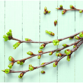 Conférence Gemmothérapie : Le stress - 1 pièce | Inula