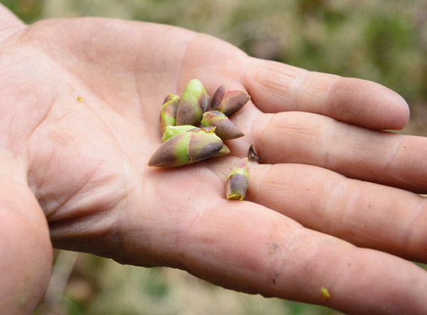 Inula Group - Bourgeon  HerbalGem