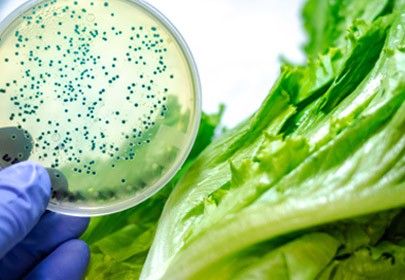 The impact of oregano (Origanum heracleoticum) essential oil and carvacrol on virulence gene transcription by Escherichia coli O157:H7